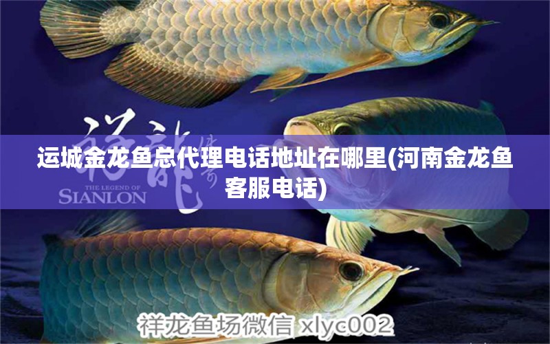 運(yùn)城金龍魚總代理電話地址在哪里(河南金龍魚客服電話) 慈雕魚