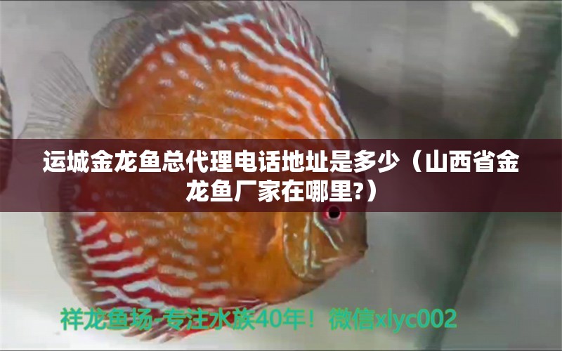 運城金龍魚總代理電話地址是多少（山西省金龍魚廠家在哪里?） 觀賞魚批發(fā)