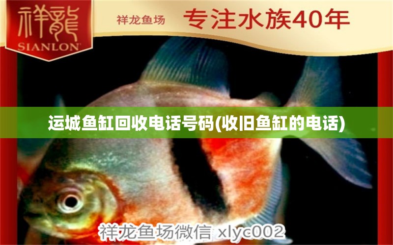 運城魚缸回收電話號碼(收舊魚缸的電話) 麥肯斯銀版魚