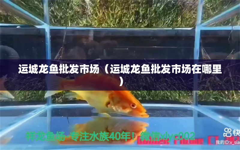 運城龍魚批發(fā)市場（運城龍魚批發(fā)市場在哪里） 龍魚批發(fā)