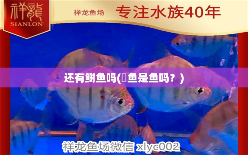 還有鰣魚嗎(鳀魚是魚嗎？) 黑桃A魚