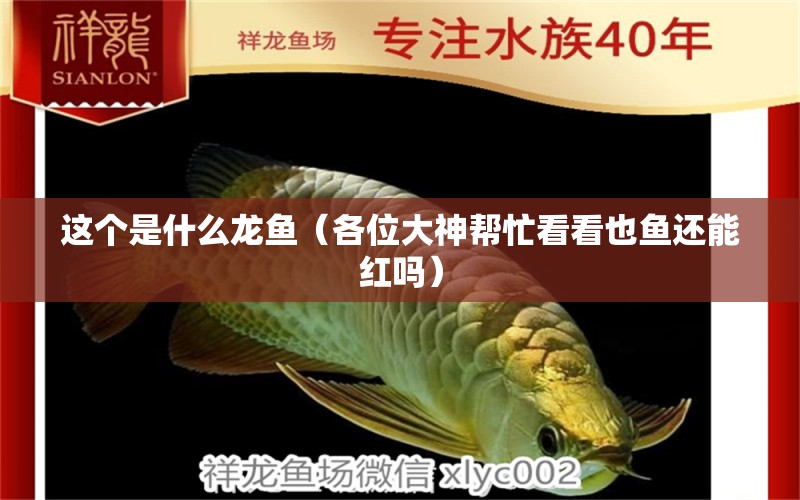 這個(gè)是什么龍魚（各位大神幫忙看看也魚還能紅嗎） 觀賞魚論壇 第3張