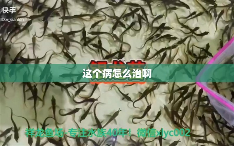 這個病怎么治啊 龍魚疾病與治療