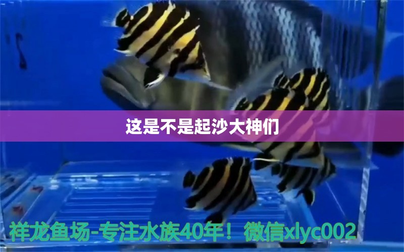 這是不是起沙大神們 赤荔鳳冠魚