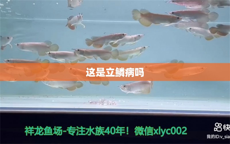 這是立鱗病嗎 龍魚疾病與治療