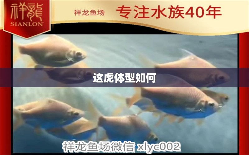 這虎體型如何 觀賞魚(yú)論壇 第2張