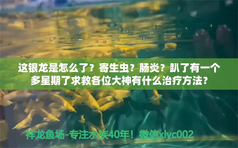 這銀龍是怎么了？寄生蟲？腸炎？趴了有一個多星期了求救各位大神有什么治療方法？ 元寶鯽