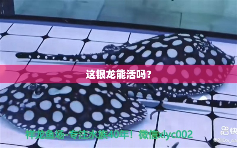 這銀龍能活嗎？ 白化火箭魚