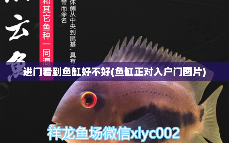 進(jìn)門看到魚缸好不好(魚缸正對入戶門圖片) ?；?異型虎魚/純色虎魚