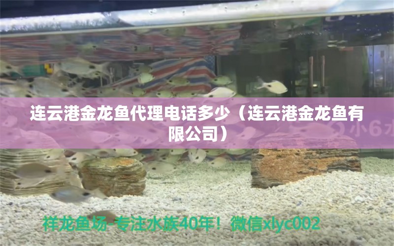 連云港金龍魚代理電話多少（連云港金龍魚有限公司） 印尼小紅龍