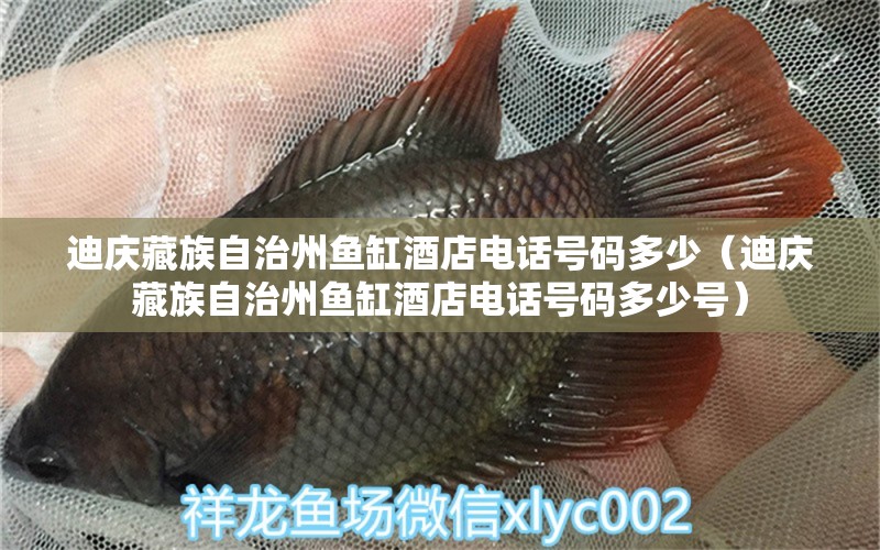 迪慶藏族自治州魚缸酒店電話號碼多少（迪慶藏族自治州魚缸酒店電話號碼多少號）