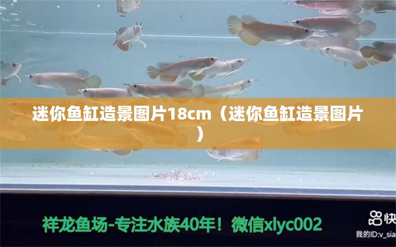 迷你魚缸造景圖片18cm（迷你魚缸造景圖片）