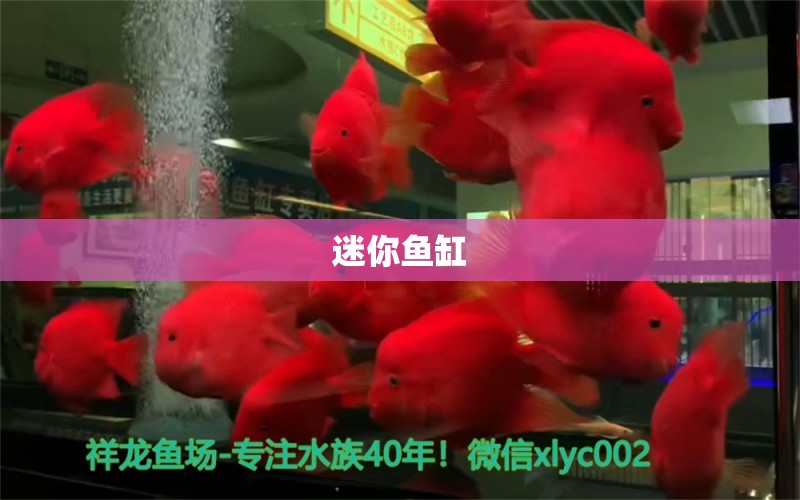 迷你魚缸 廣州水族器材濾材批發(fā)市場