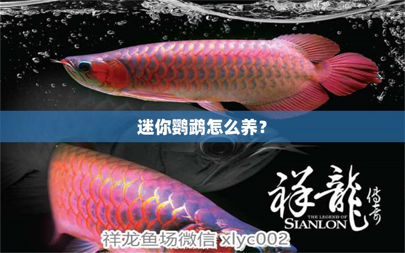 迷你鸚鵡怎么養(yǎng)？ 鸚鵡魚