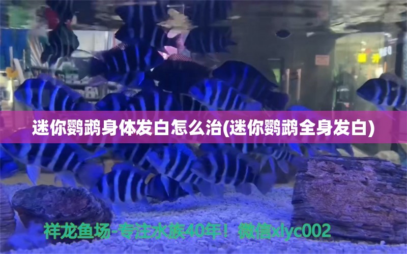 迷你鸚鵡身體發(fā)白怎么治(迷你鸚鵡全身發(fā)白) 鸚鵡魚