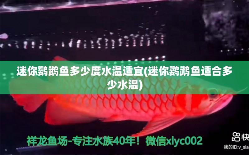 迷你鸚鵡魚多少度水溫適宜(迷你鸚鵡魚適合多少水溫) 鸚鵡魚