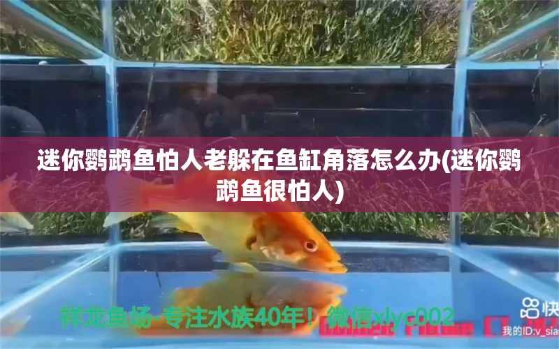 迷你鸚鵡魚怕人老躲在魚缸角落怎么辦(迷你鸚鵡魚很怕人) 鸚鵡魚