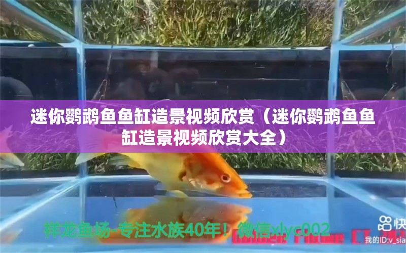 迷你鸚鵡魚魚缸造景視頻欣賞（迷你鸚鵡魚魚缸造景視頻欣賞大全） 鸚鵡魚