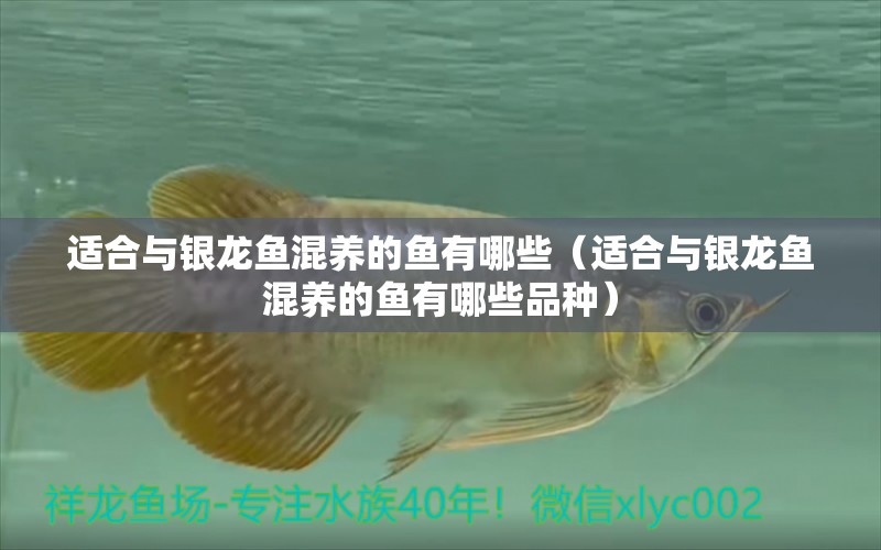 適合與銀龍魚混養(yǎng)的魚有哪些（適合與銀龍魚混養(yǎng)的魚有哪些品種）