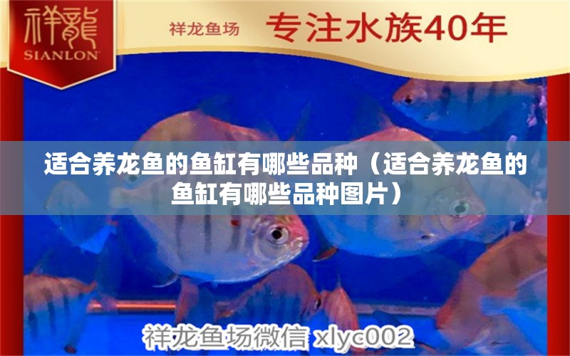 適合養(yǎng)龍魚的魚缸有哪些品種（適合養(yǎng)龍魚的魚缸有哪些品種圖片）