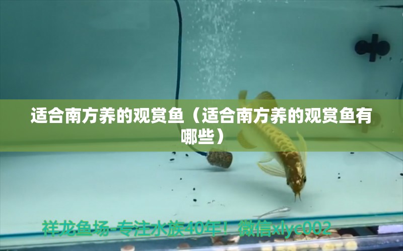 適合南方養(yǎng)的觀賞魚（適合南方養(yǎng)的觀賞魚有哪些）