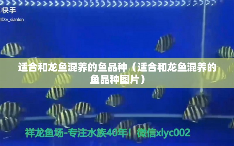 適合和龍魚混養(yǎng)的魚品種（適合和龍魚混養(yǎng)的魚品種圖片）