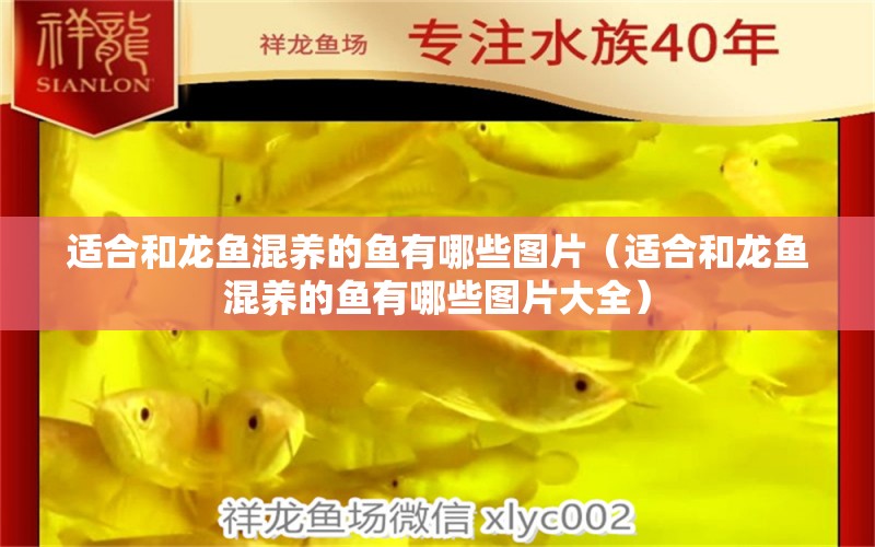 適合和龍魚混養(yǎng)的魚有哪些圖片（適合和龍魚混養(yǎng)的魚有哪些圖片大全） 廣州龍魚批發(fā)市場