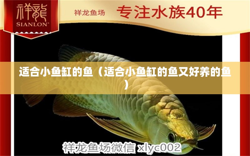 適合小魚缸的魚（適合小魚缸的魚又好養(yǎng)的魚） 新加坡號(hào)半紅龍魚（練手級(jí)紅龍魚）