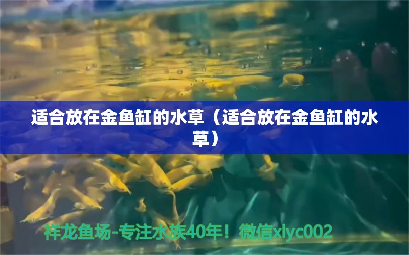 適合放在金魚(yú)缸的水草（適合放在金魚(yú)缸的水草）