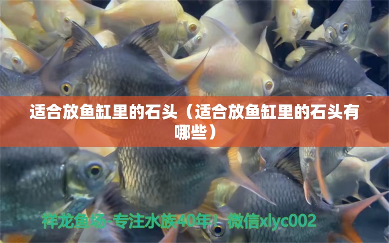 適合放魚缸里的石頭（適合放魚缸里的石頭有哪些）