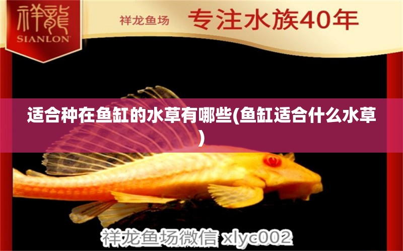 適合種在魚(yú)缸的水草有哪些(魚(yú)缸適合什么水草) 水草