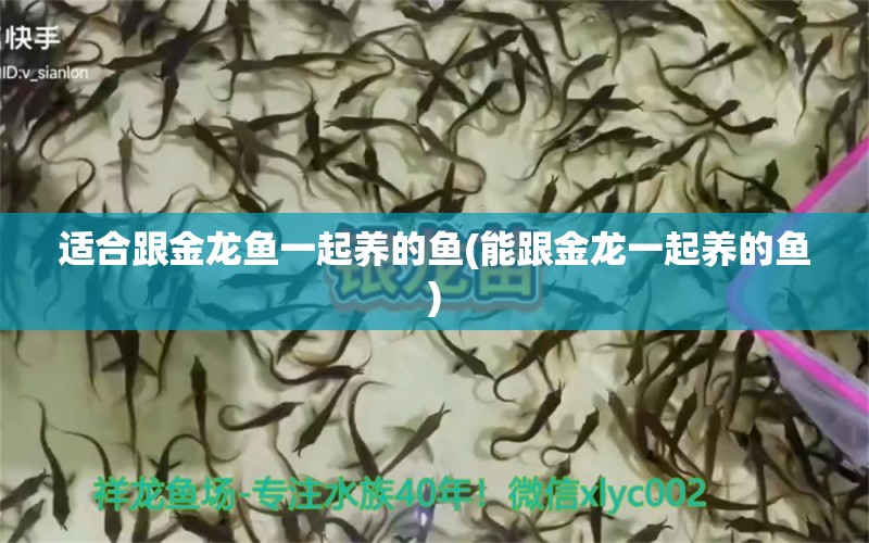 適合跟金龍魚(yú)一起養(yǎng)的魚(yú)(能跟金龍一起養(yǎng)的魚(yú)) 斯維尼關(guān)刀魚(yú)