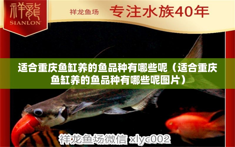 適合重慶魚缸養(yǎng)的魚品種有哪些呢（適合重慶魚缸養(yǎng)的魚品種有哪些呢圖片） 祥龍水族醫(yī)院