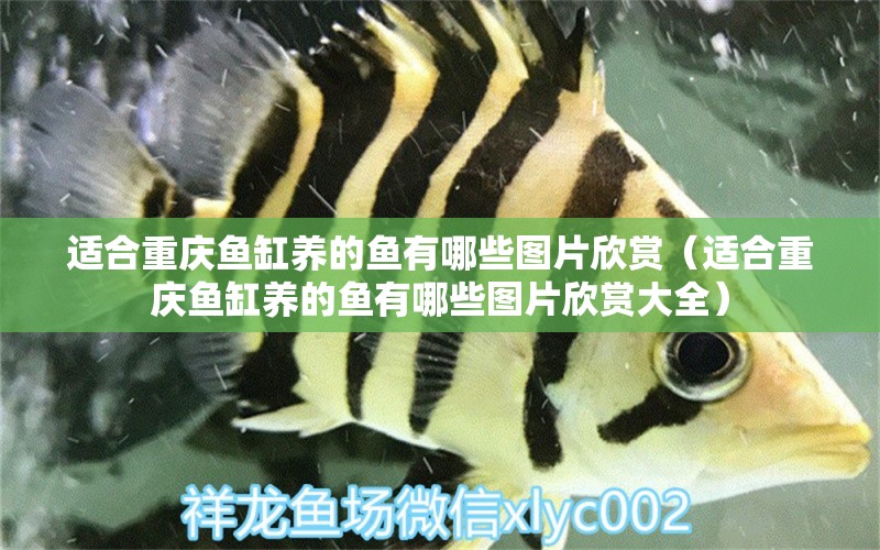 適合重慶魚缸養(yǎng)的魚有哪些圖片欣賞（適合重慶魚缸養(yǎng)的魚有哪些圖片欣賞大全） 粗線銀版魚