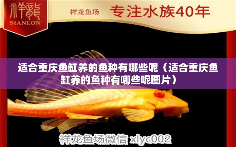 適合重慶魚缸養(yǎng)的魚種有哪些呢（適合重慶魚缸養(yǎng)的魚種有哪些呢圖片）