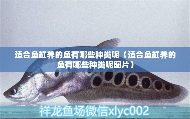 適合魚缸養(yǎng)的魚有哪些種類呢（適合魚缸養(yǎng)的魚有哪些種類呢圖片）