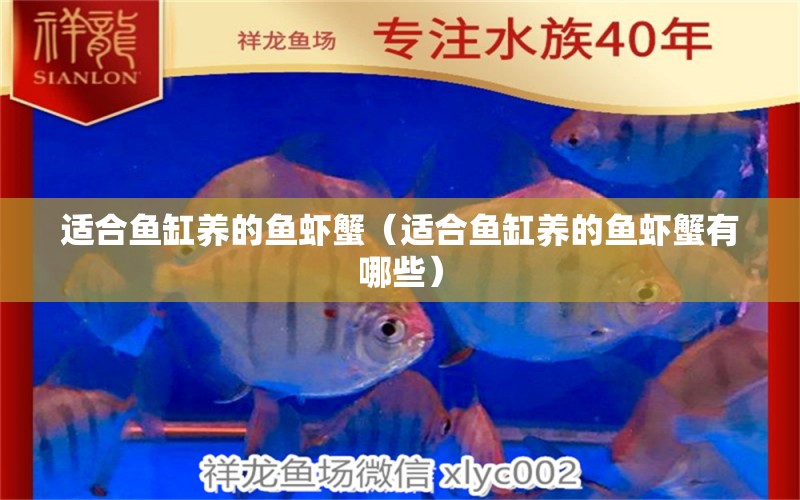 適合魚缸養(yǎng)的魚蝦蟹（適合魚缸養(yǎng)的魚蝦蟹有哪些）