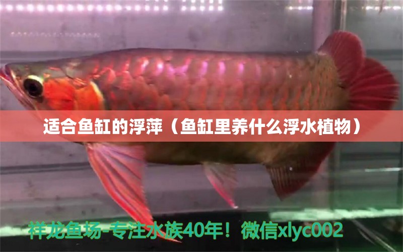 適合魚(yú)缸的浮萍（魚(yú)缸里養(yǎng)什么浮水植物） 海水魚(yú)（海水魚(yú)批發(fā)）