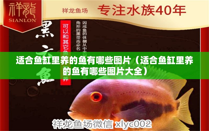 適合魚缸里養(yǎng)的魚有哪些圖片（適合魚缸里養(yǎng)的魚有哪些圖片大全） 三間鼠魚苗