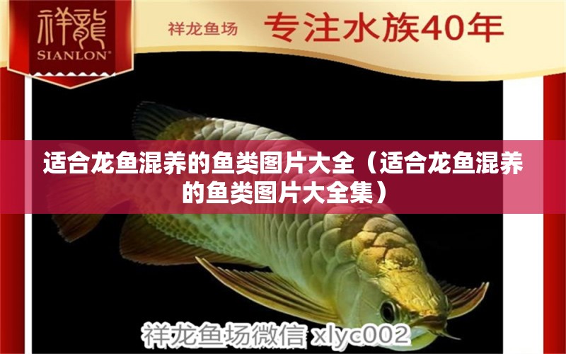 適合龍魚混養(yǎng)的魚類圖片大全（適合龍魚混養(yǎng)的魚類圖片大全集）