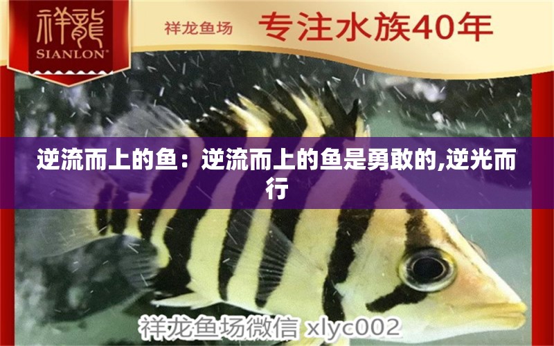 逆流而上的魚(yú)：逆流而上的魚(yú)是勇敢的,逆光而行