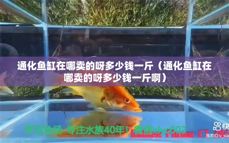 通化魚缸在哪賣的呀多少錢一斤（通化魚缸在哪賣的呀多少錢一斤?。?祥龍水族醫(yī)院