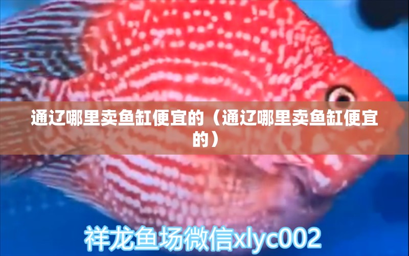 通遼哪里賣魚缸便宜的（通遼哪里賣魚缸便宜的） 水族雜談