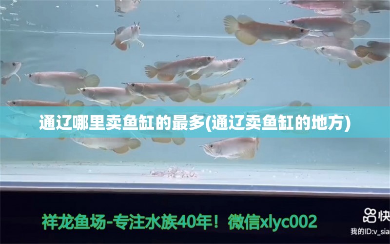 通遼哪里賣魚缸的最多(通遼賣魚缸的地方) 馬拉莫寶石魚