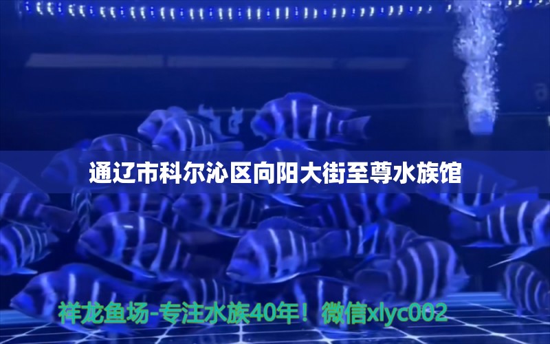 通遼市科爾沁區(qū)向陽(yáng)大街至尊水族館 全國(guó)水族館企業(yè)名錄