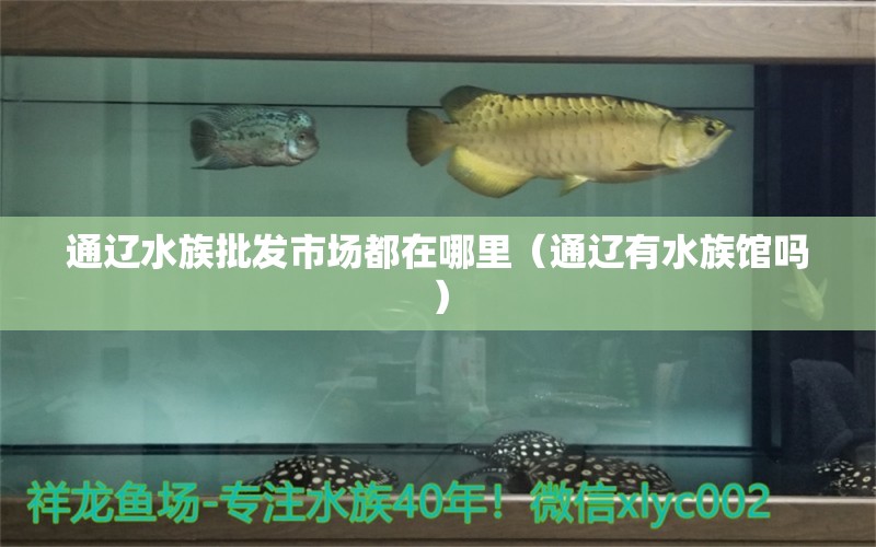 通遼水族批發(fā)市場(chǎng)都在哪里（通遼有水族館嗎） 觀賞魚(yú)水族批發(fā)市場(chǎng)