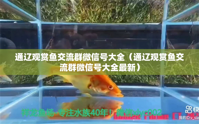 通遼觀賞魚交流群微信號(hào)大全（通遼觀賞魚交流群微信號(hào)大全最新）