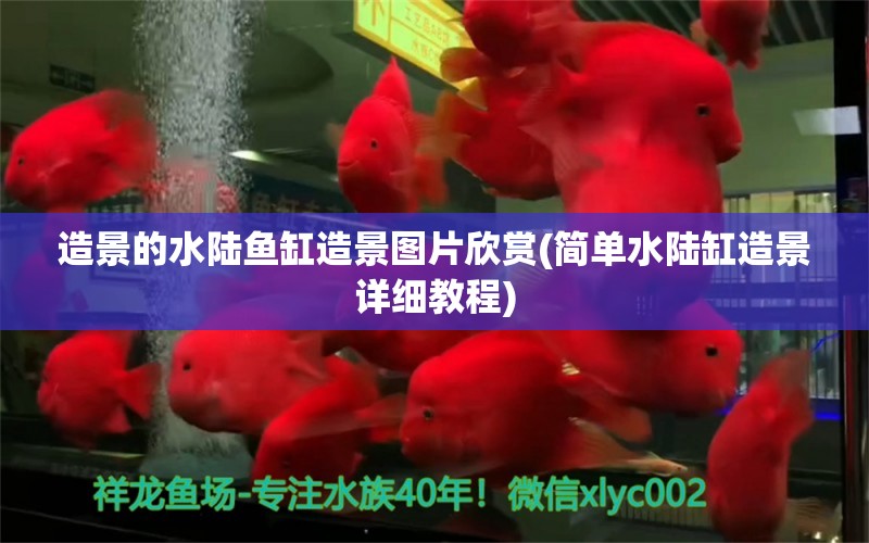 造景的水陸魚缸造景圖片欣賞(簡單水陸缸造景詳細教程)