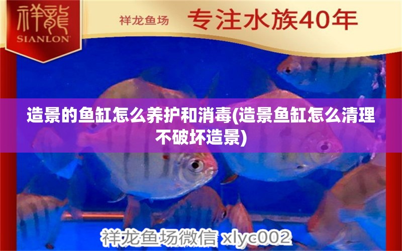 造景的魚缸怎么養(yǎng)護(hù)和消毒(造景魚缸怎么清理不破壞造景)