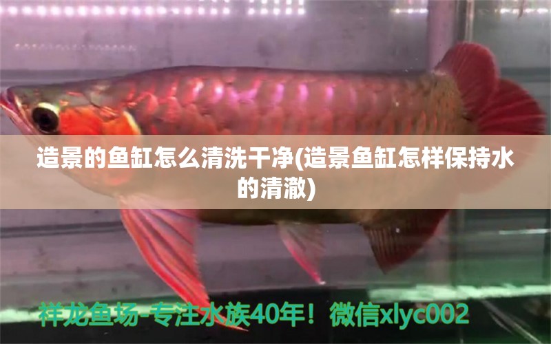 造景的魚缸怎么清洗干凈(造景魚缸怎樣保持水的清澈)